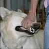 scoottmann