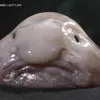 covkdablobfush