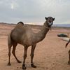 ازمول هجن تبوك