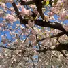 hatabi_dsrt