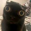 gato