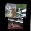 katzenmensch479