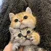 truongtieuhang