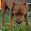 pitbullidragonlife