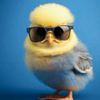 pollito_010