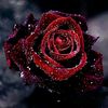 user5684058616791