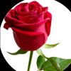 yn_sagi82
