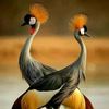 uganda.tours.and