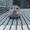 foca3815