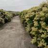 hoa.ban153
