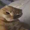 vestriii
