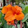 mdsafwan651