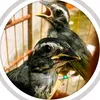 Aves do meu Brasil 🇧🇷