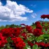 alihassna378