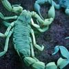 scorpius212