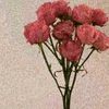 ashitis__