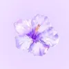 sophie.123.013