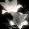 wind_scissorshistory
