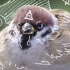 bird.psycho.natur