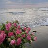 marim.alharif.34