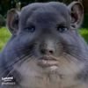 timmytoughknuckles2