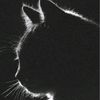 gato_anonimo_cml9