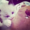 icaaaww13