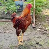 chicken.vn8