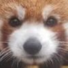cattywow447