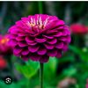 dahlia.176