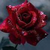 dianereynolds32