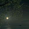hamda39450