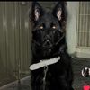 Bruno the shepard