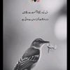 laraibzubair295