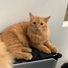 archie