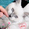 mimi.kitty.love