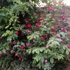 noor.shahzadi996