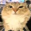 kakkish_.sobaki