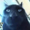 uselesscattt