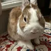 funny.rabbit.peach