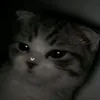 justanormaldude.com