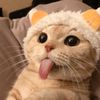 catmemespub