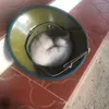 messi.bu.curonadosiu