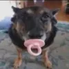 jammyfarted