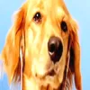 vanderbilt_verid_