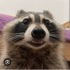 raccoon_dude4