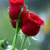 roman.patan66