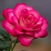 user361140189