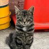 gatoschistoso7