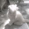 hoppipboy13